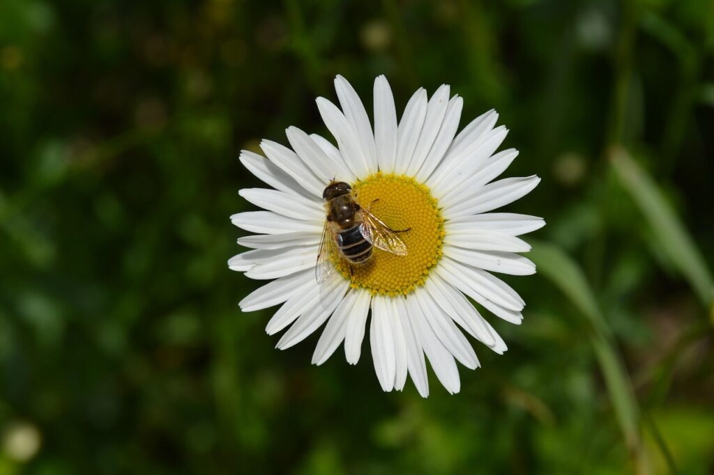 Sommarblomma
